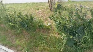Барнаул /Вот такие у нас новости/