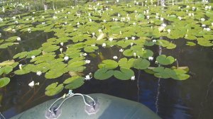 Рыбалка на озере Белых лилий