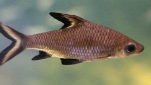 Акулий бала - АКВАРИУМНАЯ РЫБКА