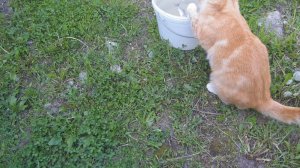 Рыбка для Кузи-рыболова кастинговой сетью