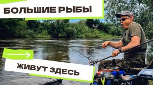 Огромный ЛЕЩ клюнул под берегом! Фидер на сильном течении. Поклёвки на фидер. Рыбалка 2025