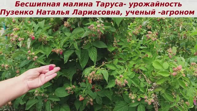 Малина Таруса- урожайность как всегда, несмотря на ветры, ураганы и дожди. Стабильный сорт малины