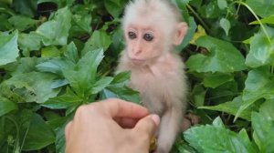 Обезьянку МАЛЫШКУ нашли одну Не убегает Ждет банан Ест ДОБРАЯ ИСТОРИЯ