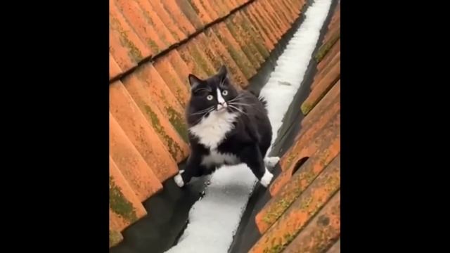 Приколы с котами! Смешные коты!   С ОЗВУЧКОЙ! САМЫЕ СМЕШНЫЕ ЖИВОТНЫЕ!