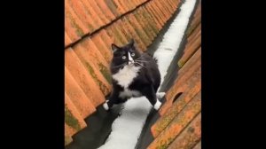 Приколы с котами! Смешные коты!   С ОЗВУЧКОЙ! САМЫЕ СМЕШНЫЕ ЖИВОТНЫЕ!