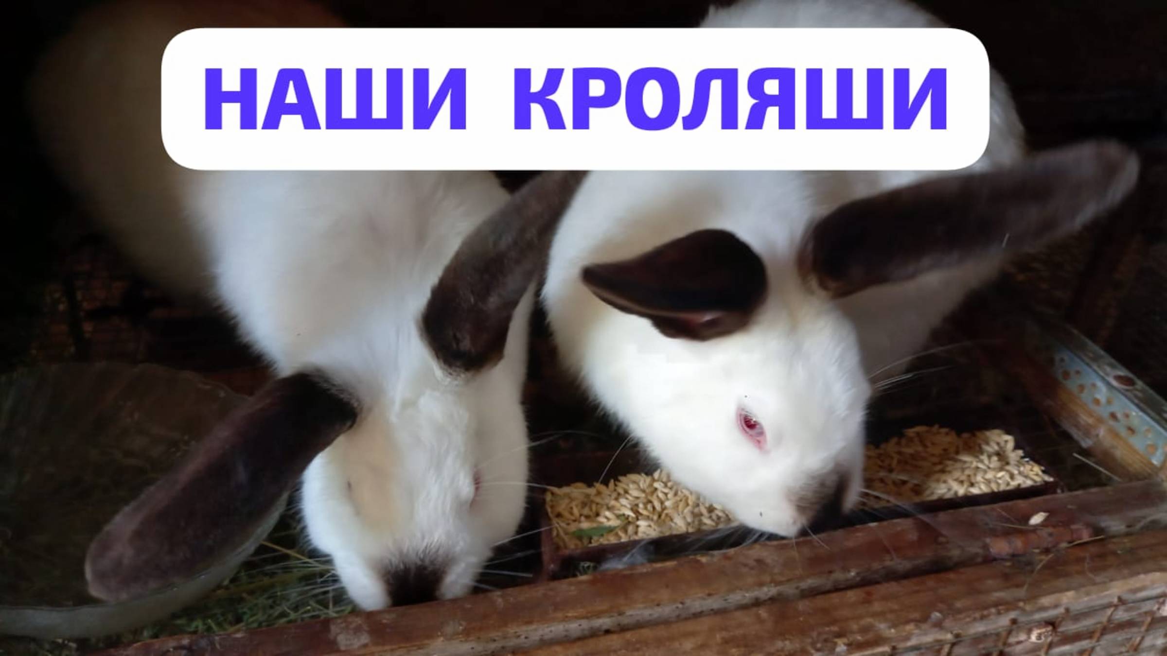 Знакомьтесь: наши кроляши!
