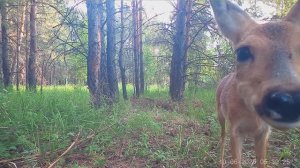 Лесная тропа. Часть 1.