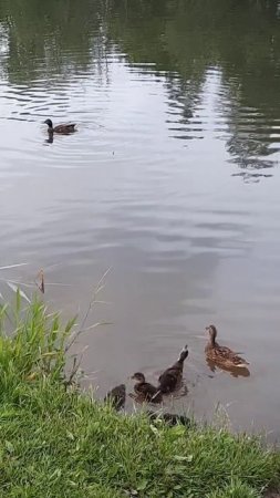 Утята Ребята и их 
Мамачка Уточка 😘😍🥰