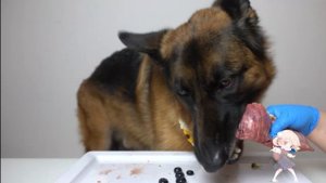 ❤️ Собака кушает разные вкусности - Залипательный релакс АСМР ❤️