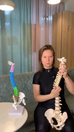 Из каких отделов состоит позвоночник и какие движения в нем возможны?