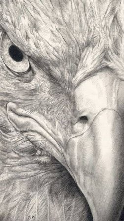 Гордый Орёл 🦅