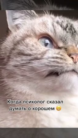 Когда психолог сказал думать о хорошем #кпт #стресс #психолог #юмор #юморпсихолога #психологшутит