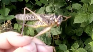 ГИГАНТСКИЙ КУЗНЕЧИК