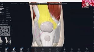 Медиальная широкая мышца и коленный сустав - Pro Fitness Education (720p, h264)