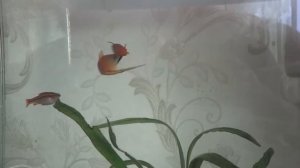 ДРАКА САМЦОВ МЕЧЕНОСЦЕВ ЗА ЛИДЕРСТВО В СТАЕ