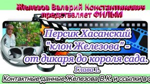 Персик Хасанский "клон Железова" - от дикаря до короля сада. Глава 1.