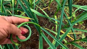Самая Важная ПОДКОРМКА ЧЕСНОКА для отличного урожая после уборки стрелок!!