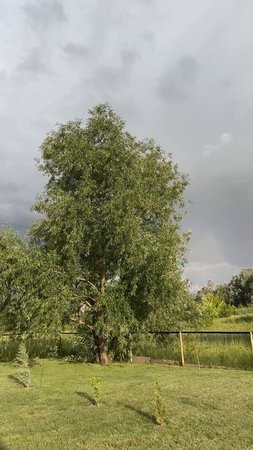 Как ты прекрасна, природа!
