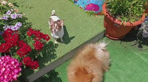 Немножко похрустели огурчиками.