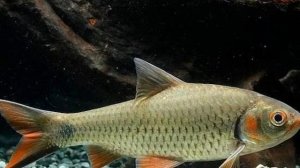 ВИДЫ БАРБУСОВ И ИХ ОПИСАНИЕ