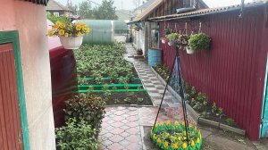 🏡 Уезжаю из дома на несколько дней и не знаю как оставить цветы без хозяйки 🙈