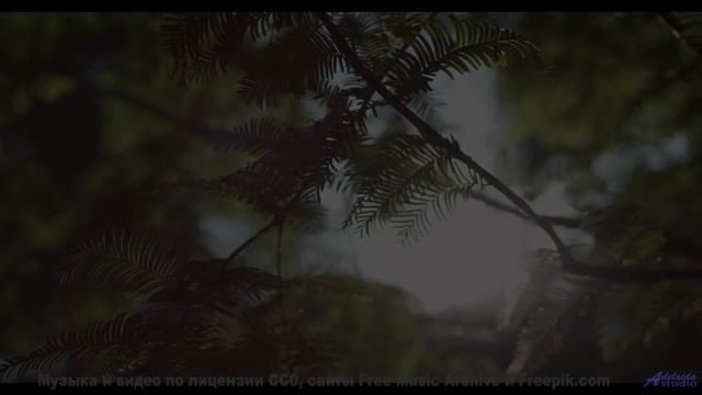 Леса шепчут мелодию прямо в душу зрителя - Intimidated -- A. Cooper -- AC3
