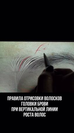 Правила прорисовки волосков головки брови