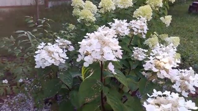 Мои летние цветы часть (13)
