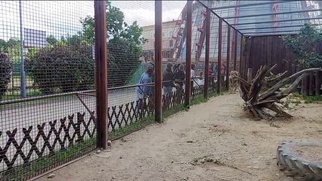 Шерхану понравилась девочка 22.06.2026 Видео от опекуна Светланы