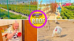 Питомник растений в Крыму УДИВИЛ ценами! Будем ли что-то покупать? Как там новый индюк? Драгонфрукт