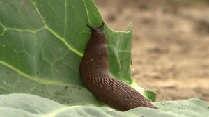 Прожорливые и опасные: в столичном регионе и Ленинградской области нашествие испанских слизней