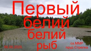 Первый белий белий рыб или дела амурные. 06.06.2025. озеро ММР и Пруд Стрелка.