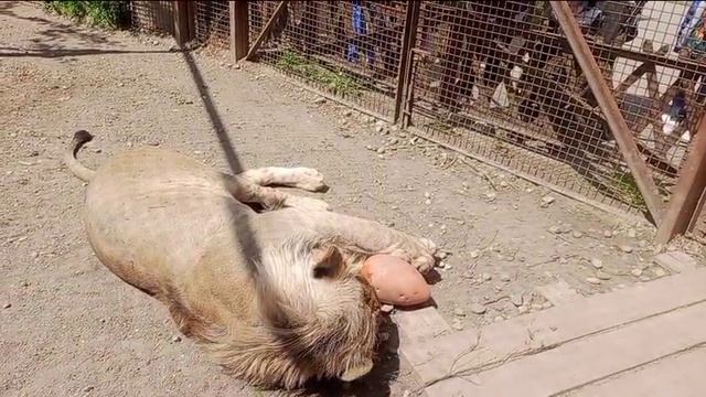 Я лягу прилягу. Видео от опекуна Светланы