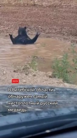 В Витебской области обнаружен самый чистоплотный русский медведь