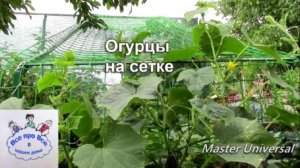 Огурцы на сетке. Конструкция, принцип выращивания. Эксперимент.