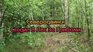 Северодвинск | Сходил В Лес За Грибами (2025)