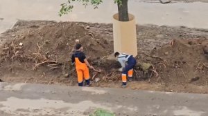 ‼️В Восточном Дегунино произошло благоустройство — у деревьев рабочие обрубили корни‼️