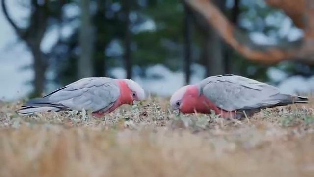 Звуки природы убаюкивают сердце и разум – Часть 5