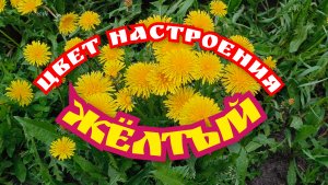 Цвет настроения - жёлтый 💛