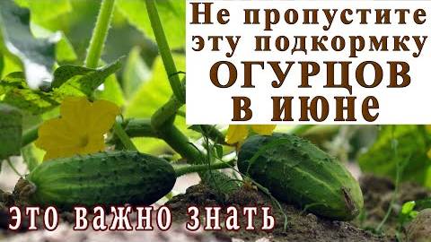 🥒САМАЯ ГЛАВНАЯ ПОДКОРМКА ОГУРЦОВ В ИЮНЕ🥒НЕ ПРОПУСТИТЕ