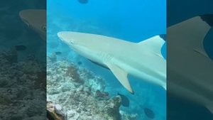 Подводная фотоохота Мальдивы