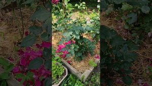 Роза Блэк Баккара!? Замеряем размер цветка и считаем количество лепестков. Дача, 17.06.2025.