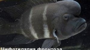 Цифотиляпия фронтоза 'Черная королева
