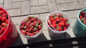 Сбор клубники 18 л