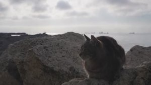 Кошки спят на джинсах в Стамбуле - 2025 год (uu)