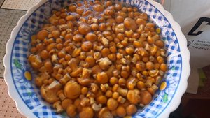 #2. Лисички в Июне! второй заход