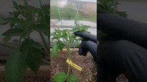 Подвязка и формировка индетерминантных (высокорослых) томатов в теплице