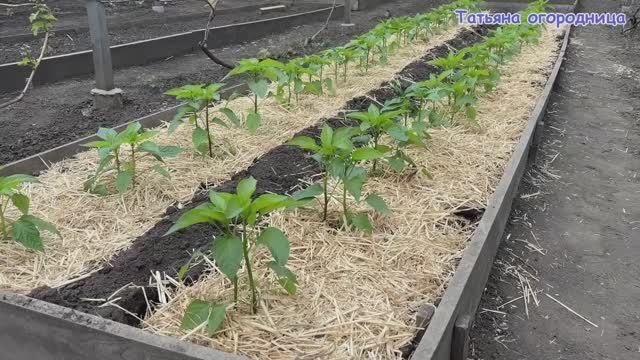 Секрет посадки перца, о котором не говорят! Обязательно попробуйте в этом сезоне 🌱