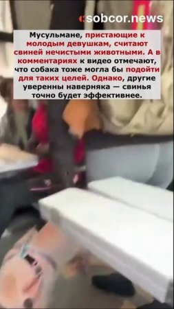 Француженки начали держать свиней для защиты от мигрантов