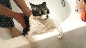 ПРИКОЛЫ С ЖИВОТНЫМИ ДО СЛЕЗ #86 Смешные КОТЫ И СОБАКИ  Приколы